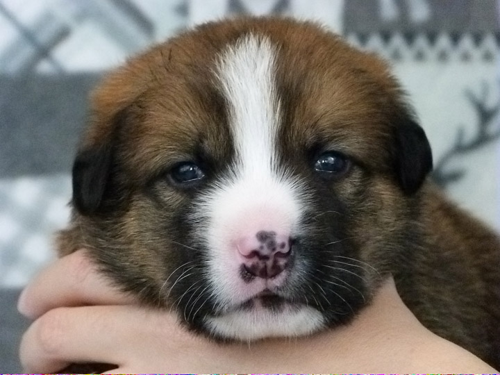 chinook puppy
